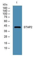 STAP2 rabbit pAb