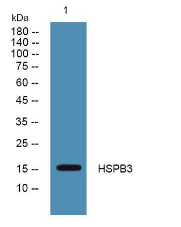 HSPB3 rabbit pAb