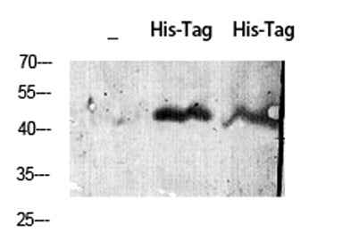 His-tag rabbit pAb