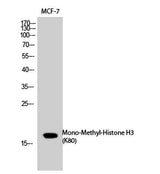 Histone H3 (Mono Methyl Lys80) rabbit pAb