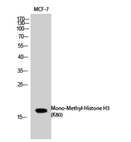 Histone H3 (Mono Methyl Lys80) rabbit pAb