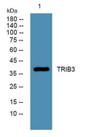 TRIB3 rabbit pAb