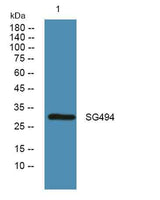 SG494 rabbit pAb