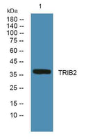 TRIB2 rabbit pAb