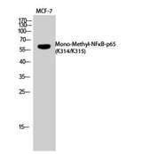 NFκB-p65 (Mono Methyl Lys314/Lys315) rabbit pAb