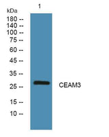 CEAM3 rabbit pAb
