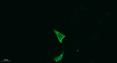 IL18 rabbit pAb 50µL/100µL