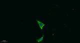 IL18 rabbit pAb 50µL/100µL
