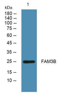 FAM3B rabbit pAb