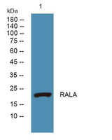 RALA rabbit pAb