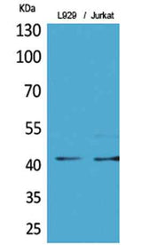 E2F-4 (Acetyl Lys96) rabbit pAb