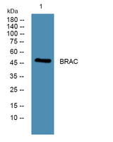 BRAC rabbit pAb 50µL/100µL