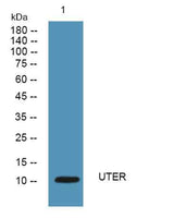 UTER rabbit pAb