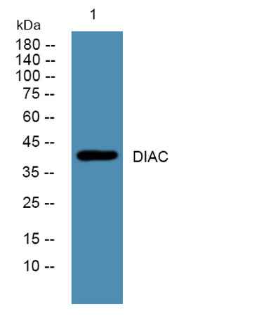 DIAC rabbit pAb