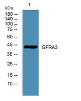 GFRA3 rabbit pAb