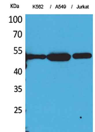 Tubulin α (Acetyl Lys352) rabbit pAb