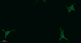 STAB2 rabbit pAb 50µL/100µL