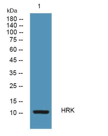 HRK rabbit pAb