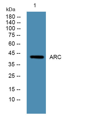 ARC rabbit pAb 50µL/100µL
