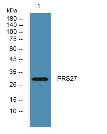 PRS27 rabbit pAb
