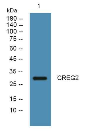 CREG2 rabbit pAb