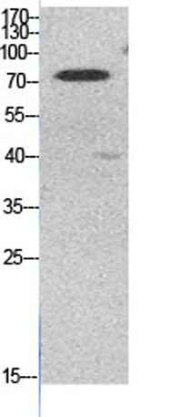 Ub (Acetyl Lys48) rabbit pAb