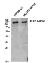 CRM1 (Acetyl Lys568) rabbit pAb