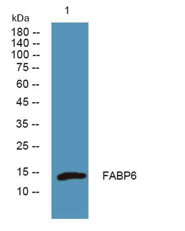 FABP6 rabbit pAb