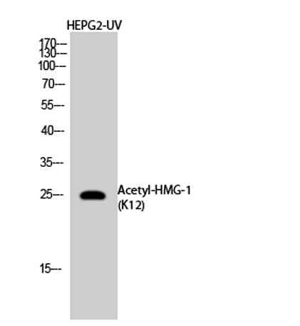 HMG-1 (Acetyl Lys12) rabbit pAb