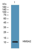 HMGA2 rabbit pAb