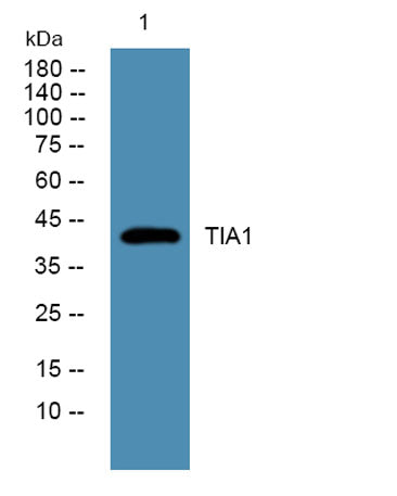 TIA1 rabbit pAb 50µL/100µL