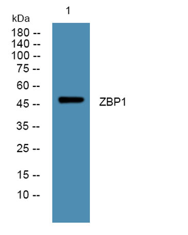 ZBP1 rabbit pAb 50µL/100µL