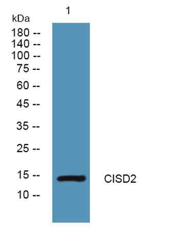 CISD2 rabbit pAb