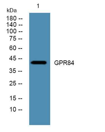 GPR84 rabbit pAb