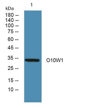 O10W1 rabbit pAb