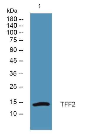TFF2 rabbit pAb