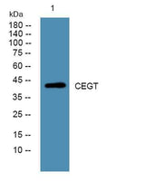 CEGT rabbit pAb