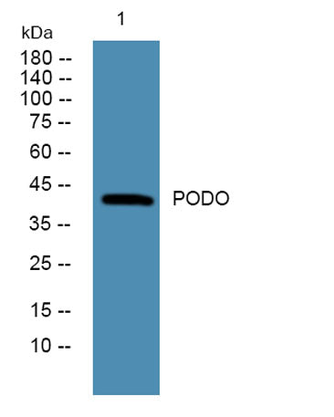 PODO rabbit pAb 50µL/100µL