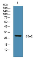 S5A2 rabbit pAb