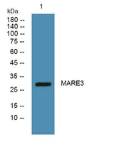 MARE3 rabbit pAb