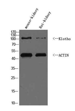 KLOT rabbit pAb