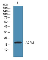 ACPM rabbit pAb