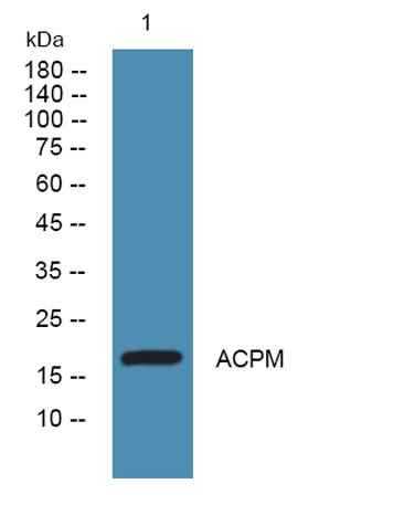 ACPM rabbit pAb