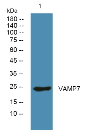 VAMP7 rabbit pAb 50µL/100µL