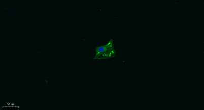 TRPA1 rabbit pAb