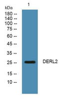 DERL2 rabbit pAb