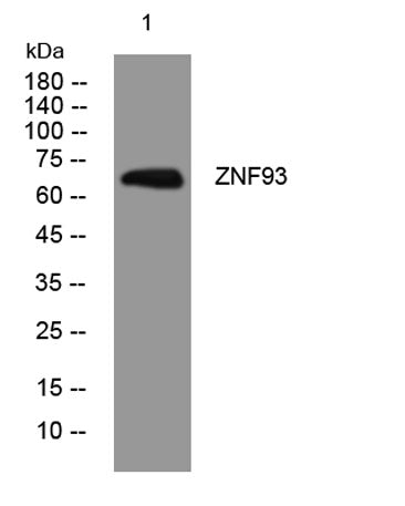 ZNF93 rabbit pAb 50µL/100µL