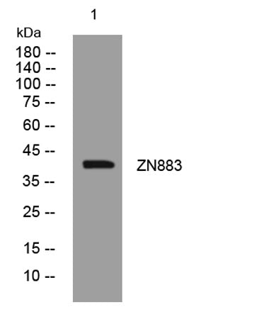 ZN883 rabbit pAb 50µL/100µL