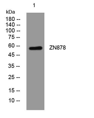 ZN878 rabbit pAb