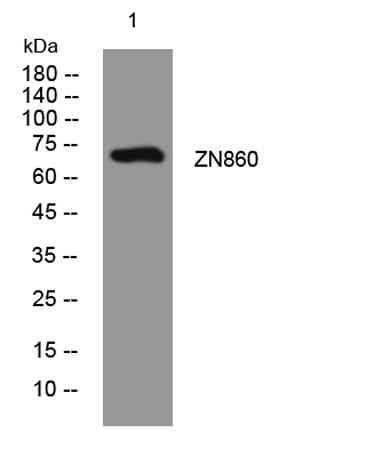 ZN860 rabbit pAb